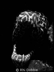 Honey Comb Moray - Playing with B&W is something differen... by Rhi Dobbie 